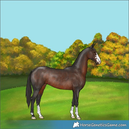Horse Color:Liver Chestnut Rabicano 