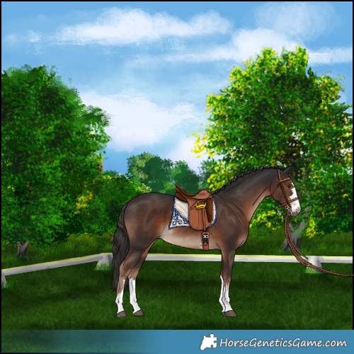 Horse Color:Liver Chestnut 