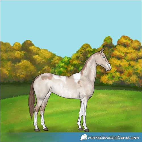 Horse Color:Grullo Pearl Sabino Tobiano Rabicano 