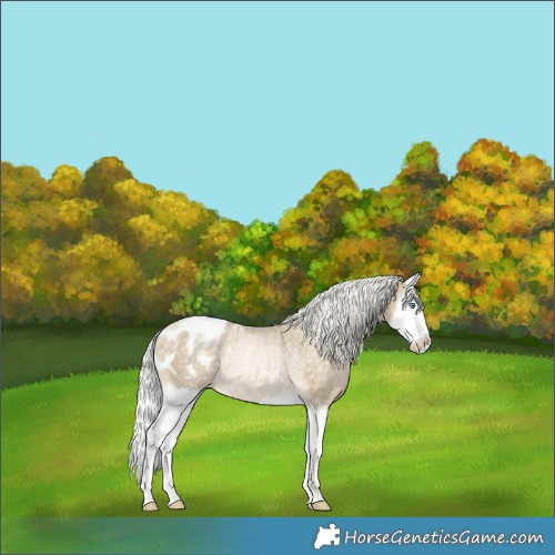 Horse Color:Silver Buckskin Roan Pearl Splash Appaloosa Rabicano 