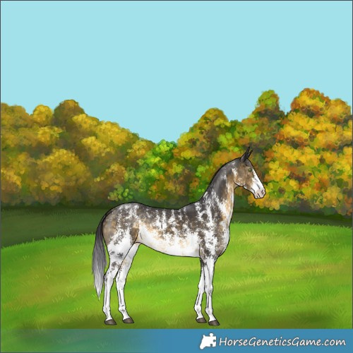 Horse Color:Buckskin Sabino Rabicano