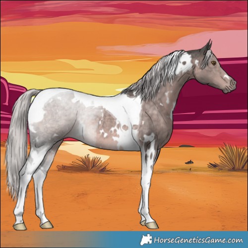 Horse Color:Platinum White Spotted Chocolate Palomino Tobiano Rabicano