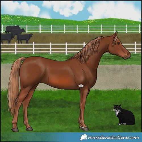 Horse Color:Chestnut Rabicano 