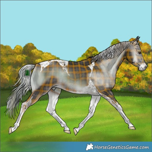 Horse Color:Plaid  Chocolate Palomino Onyx Tobiano Rabicano 