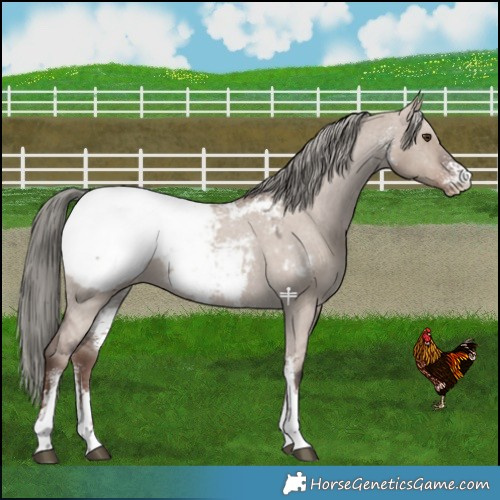 Horse Color:Liver Red Dun Mushroom Sabino Snowcap 
