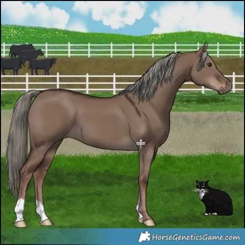 Horse Color:Liver Red Dun Mushroom 