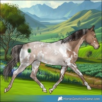 Horse Color:White Spotted Liver Red Dun