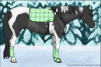 Horse Color:Black Tobiano Rabicano