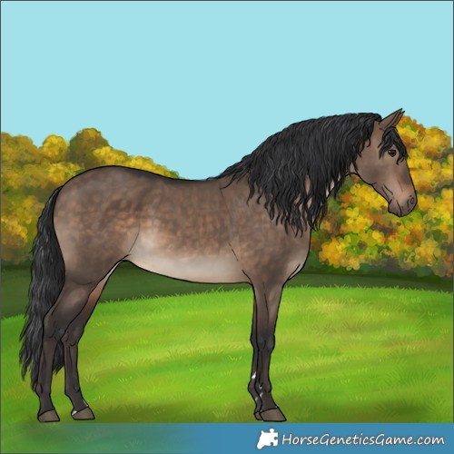 Horse Color:Brown Dun 