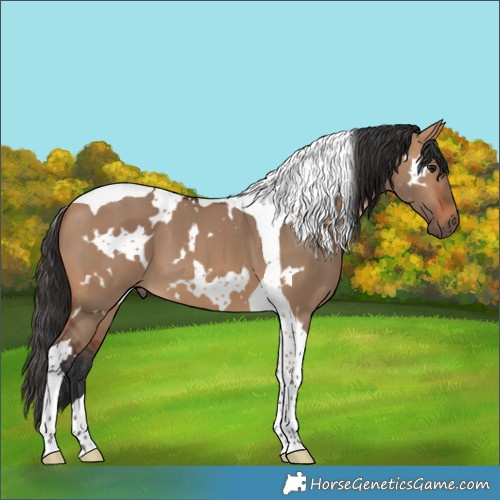 Horse Color:White Spotted Bay Dun Tobiano 