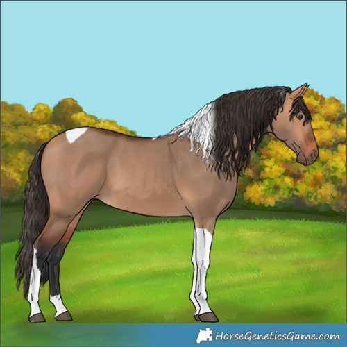 Horse Color:Bay Dun Tobiano 