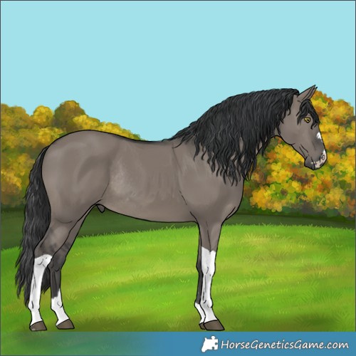 Horse Color:Grullo Tobiano Rabicano