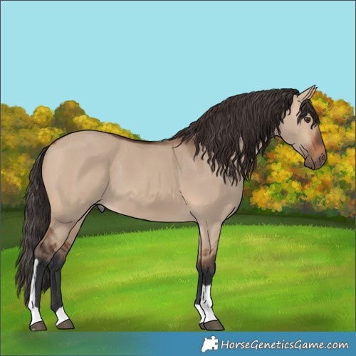 Horse Color:Bay Dun Tobiano