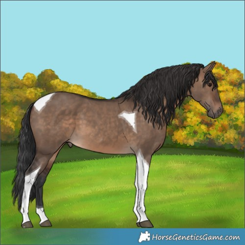 Horse Color:Brown Dun Tobiano