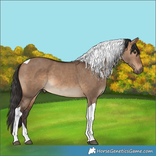 Horse Color:Brown Dun Tobiano