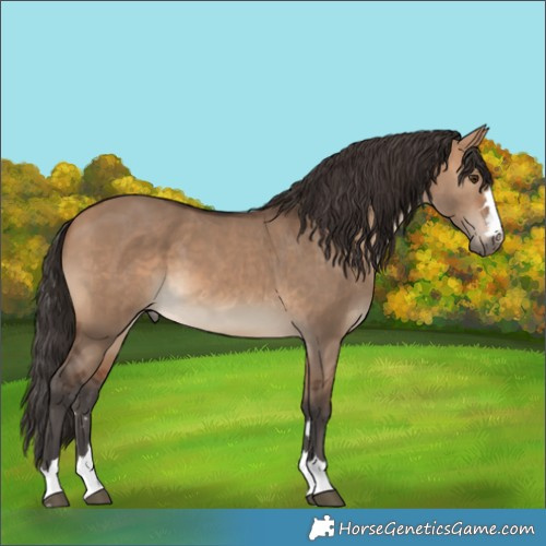 Horse Color:Bay Dun 