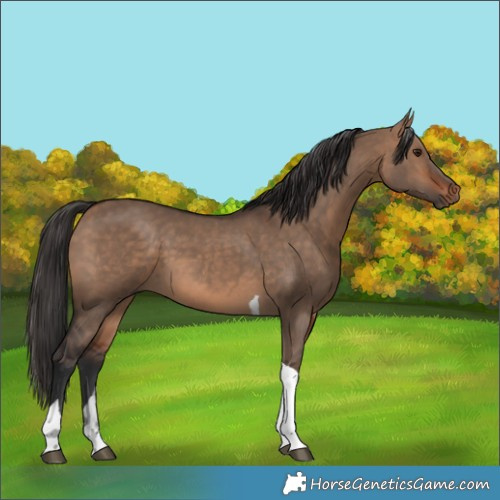 Horse Color:Bay Dun Tobiano Rabicano 