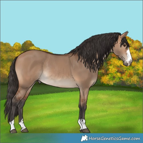 Horse Color:Bay Dun Rabicano 
