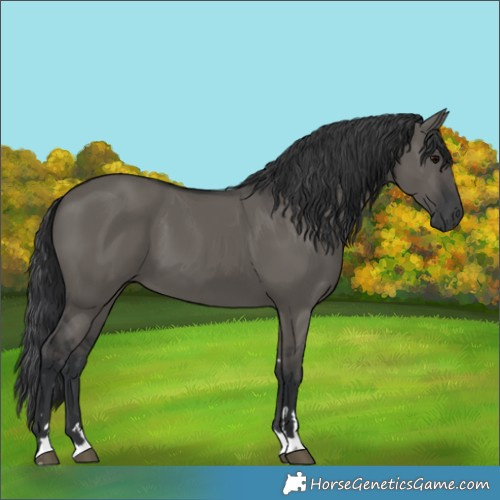 Horse Color:Grullo 