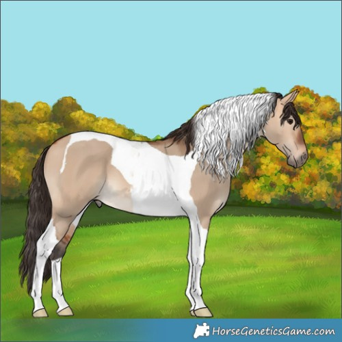 Horse Color:Bay Dun Tobiano