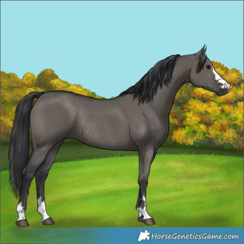 Horse Color:Grullo Rabicano 
