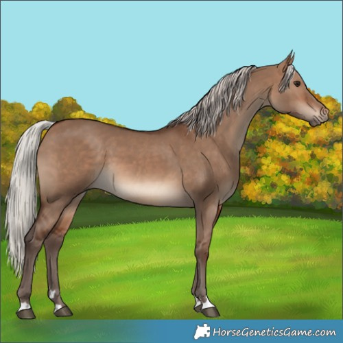 Horse Color:Silver Brown Dun 
