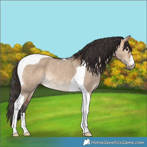 Horse Color:Bay Dun Tobiano Rabicano 