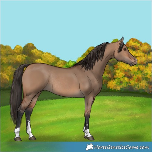 Horse Color:Bay Dun Rabicano 