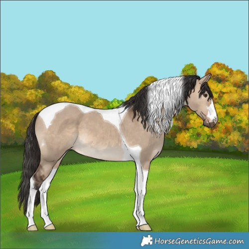 Horse Color:Brown Dun Tobiano 