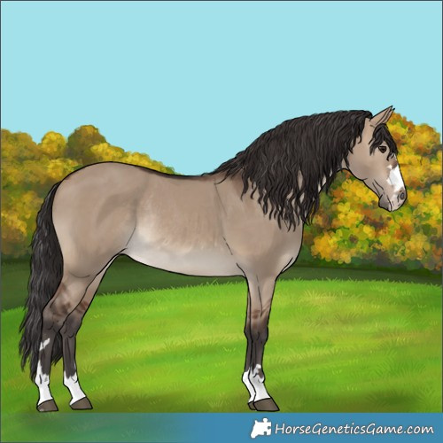 Horse Color:Brown Dun Rabicano 