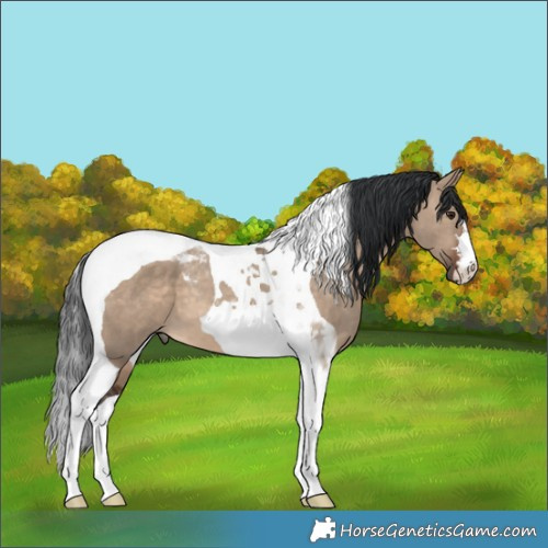 Horse Color:Brown Dun Tobiano 