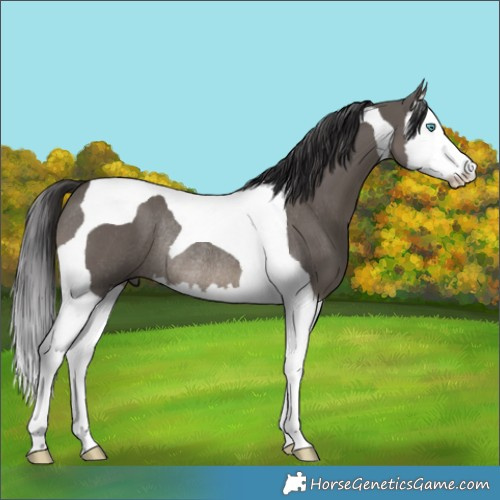 Horse Color:Smoky Grullo Splash Tobiano Rabicano 