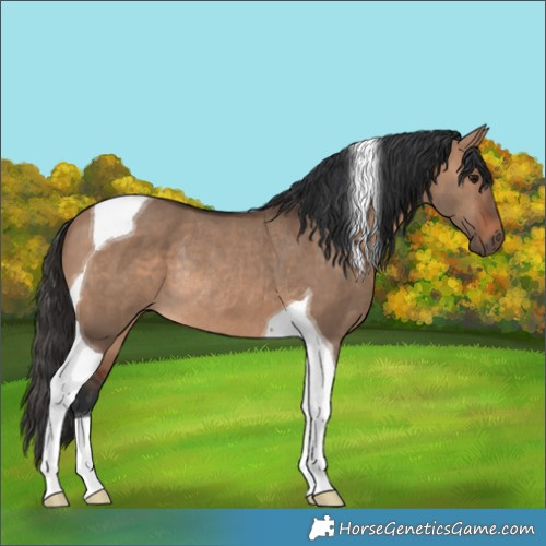 Horse Color:Brown Dun Tobiano Rabicano 