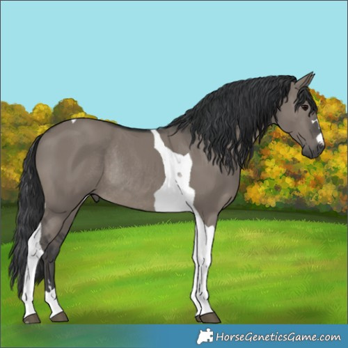 Horse Color:Grullo Tobiano Rabicano 