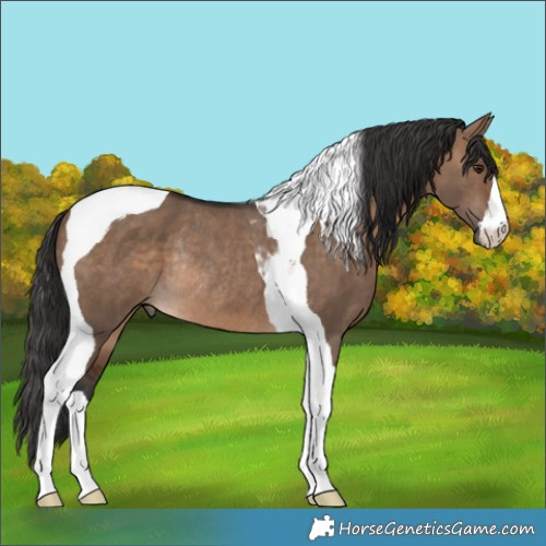 Horse Color:Brown Dun Tobiano Rabicano