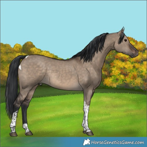Horse Color:Brown Dun Tobiano Rabicano 