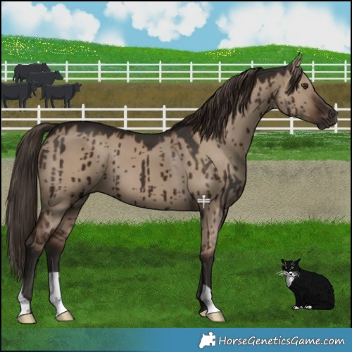 Horse Color:Liver Red Dun Brindle 