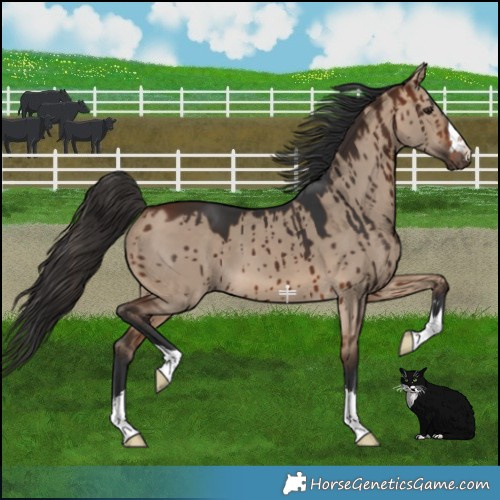 Horse Color:Bay Dun Brindle 