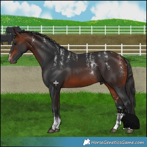 Horse Color:Powder White Bay Rabicano 