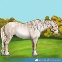 Horse Color:Palomino Roan Pearl  and Gray Palomino Roan Pearl 