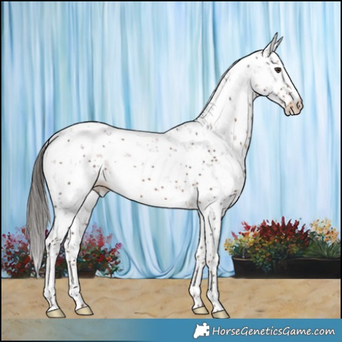 Horse Color:Liver Chestnut Sabino 