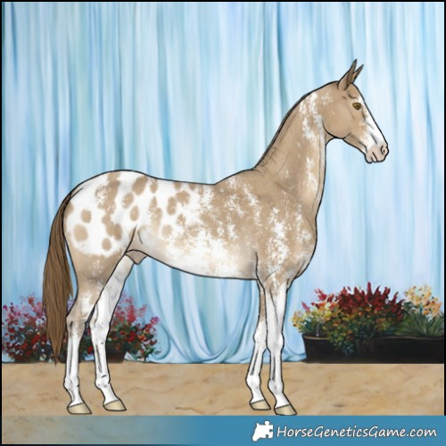 Horse Color:Classic Cream Champagne Sabino Appaloosa 