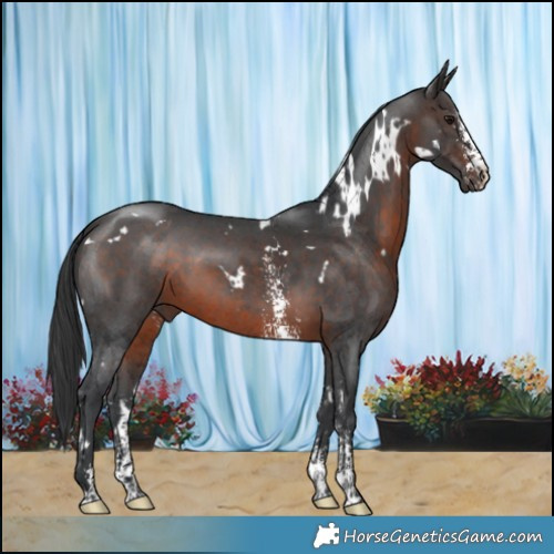 Horse Color:White Spotted Brown Mushroom Sabino 