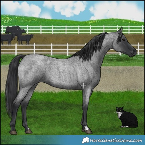 Horse Color:Blue Roan 