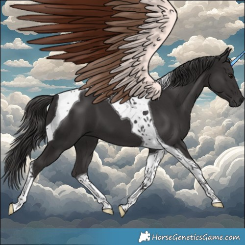 Horse Color:Smoky Black Tobiano 