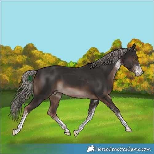 Horse Color:White Spotted Liver Chestnut Mushroom Rabicano 