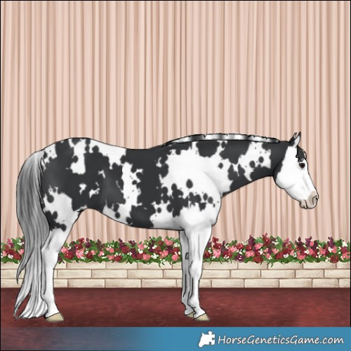 Horse Color:White Spotted Black Splash 