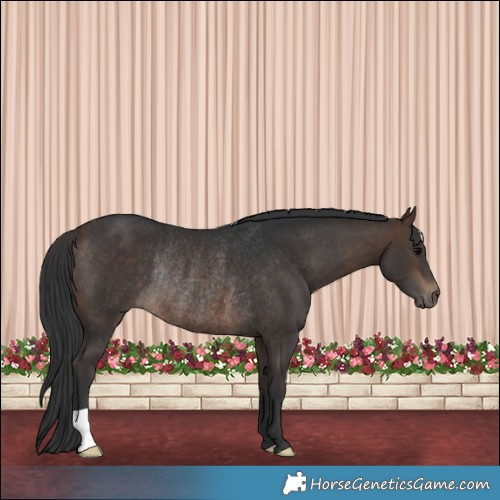 Horse Color:Bay Rabicano 