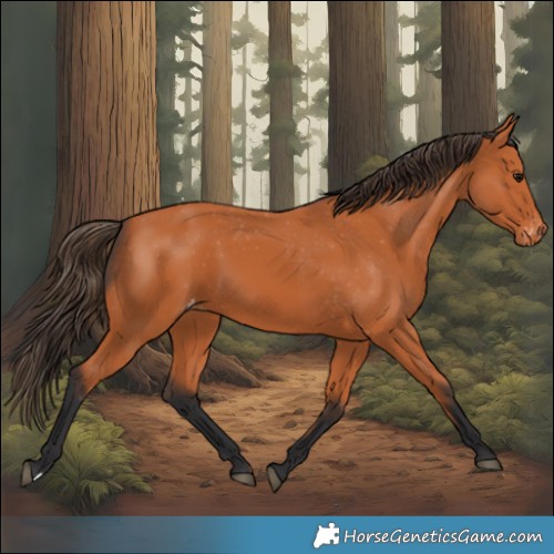 Horse Color:Bay Appaloosa 