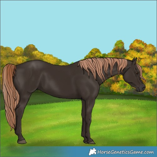 Horse Color:Liver Chestnut 